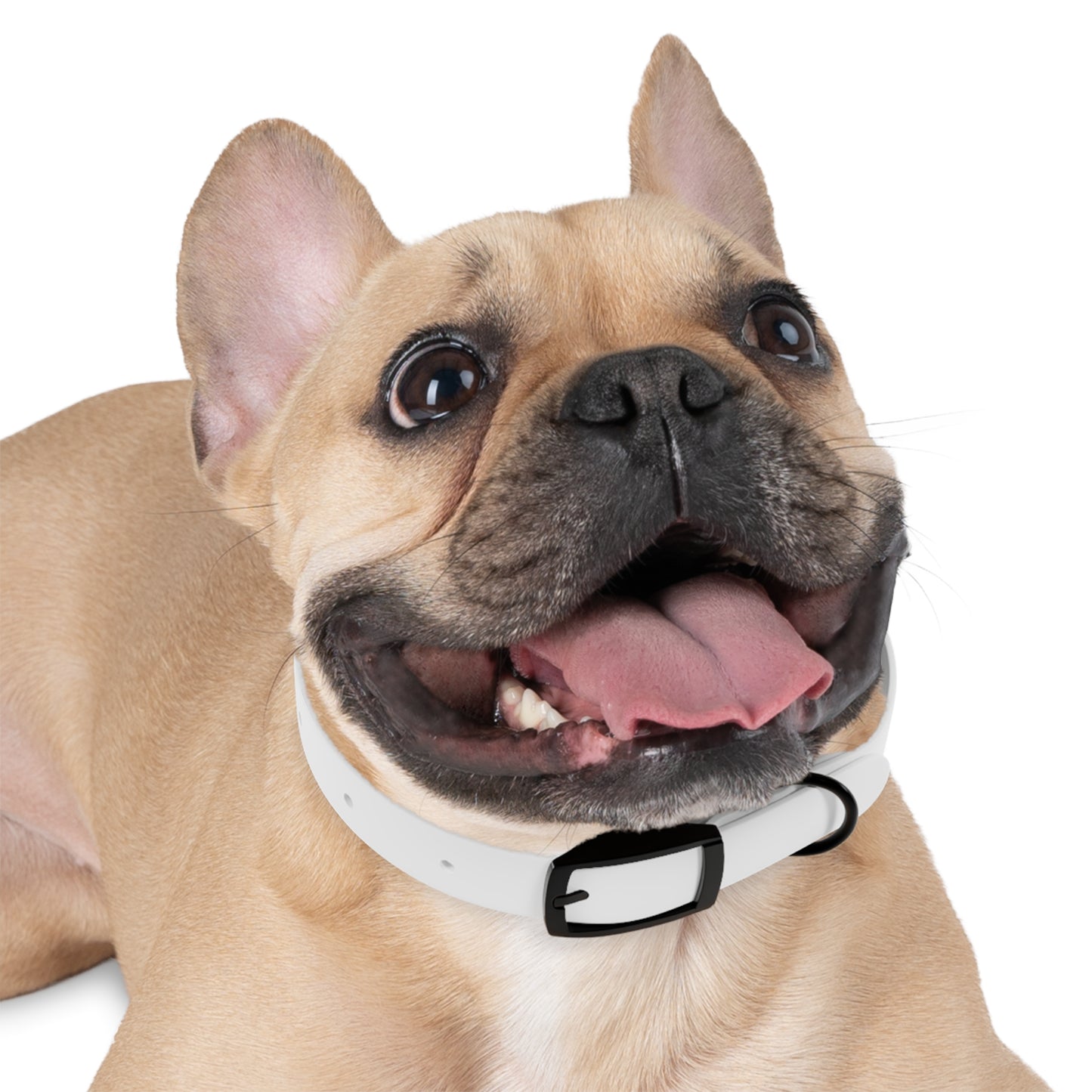 Personalized Pet Collar — Custom Name Dog Collar (Add Your Text)